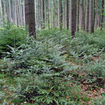 přirozená obnova jedle