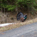 LS Železná Ruda - tetřev